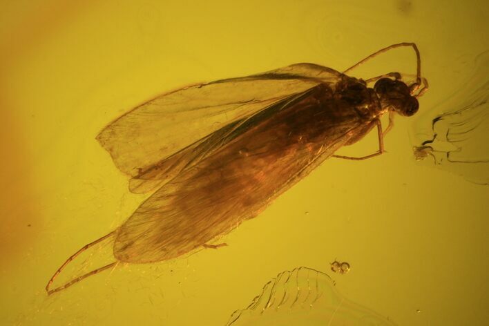 Detailed Fossil Caddisfly (Trichopterae) In Baltic Amber #58056